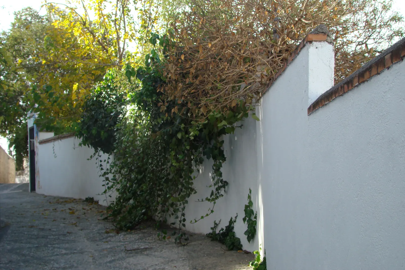 A long whitewashed garden wall of a Granada carmen with ivy and trees spilling over it, above a cobbled lane